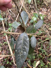 Rhodomyrtus psidioides