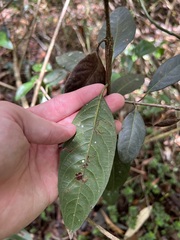 Rhodomyrtus psidioides