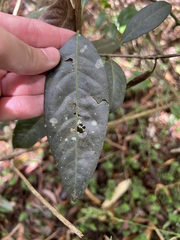 Rhodomyrtus psidioides