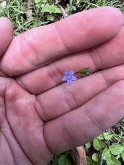 Wahlenbergia gracilis
