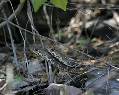 Masticophis fuliginosus