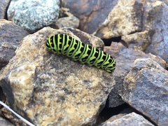 Papilio machaon aliaska