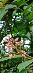 Miconia xalapensis