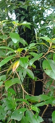 Miconia xalapensis