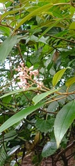 Miconia xalapensis