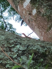 Anolis cristatellus