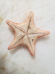 Hippasteria phrygiana