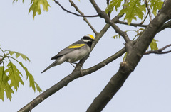 Vermivora chrysoptera