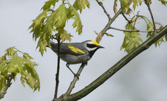 Vermivora chrysoptera