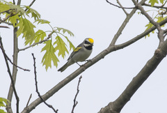 Vermivora chrysoptera