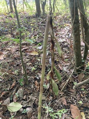 Chloraea membranacea
