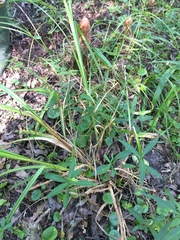 Carex lupulina