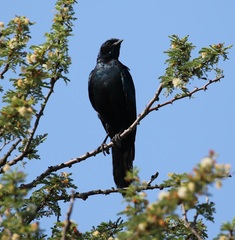 Lamprotornis australis