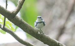 Setophaga cerulea