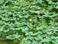 Arachis pintoi