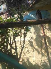 Bubo