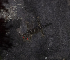 Gekko reevesii