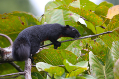 Callosciurus prevostii pluto