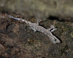 Gekko chinensis