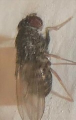 Drosophila repleta