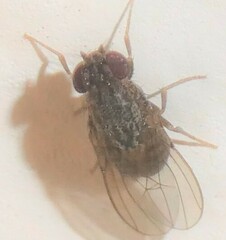 Drosophila repleta