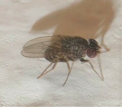 Drosophila repleta