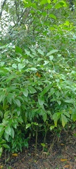 Solanales
