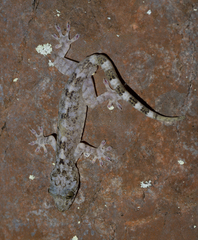 Gekko chinensis