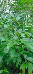 Solanales