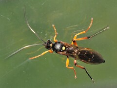 Diphyus quadripunctorius