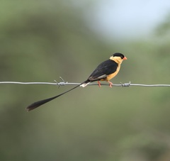 Vidua regia