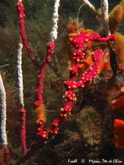 Alcyonium coralloides