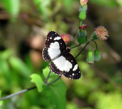 Janatella leucodesma