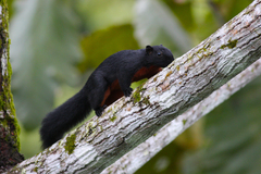 Callosciurus prevostii pluto