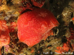 Aplidium elegans