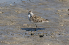Calidris pusilla