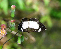 Janatella leucodesma