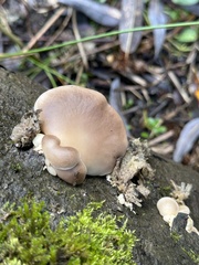 Pleurotus ostreatus