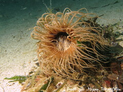 Cerianthus membranaceus