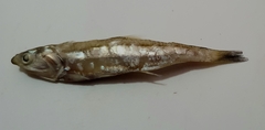 Anchoa nasus