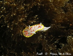Diaphorodoris papillata