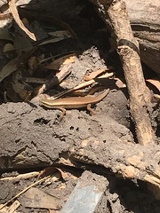 Eutropis carinata