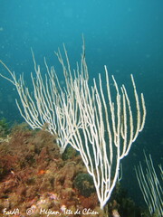 Eunicella singularis