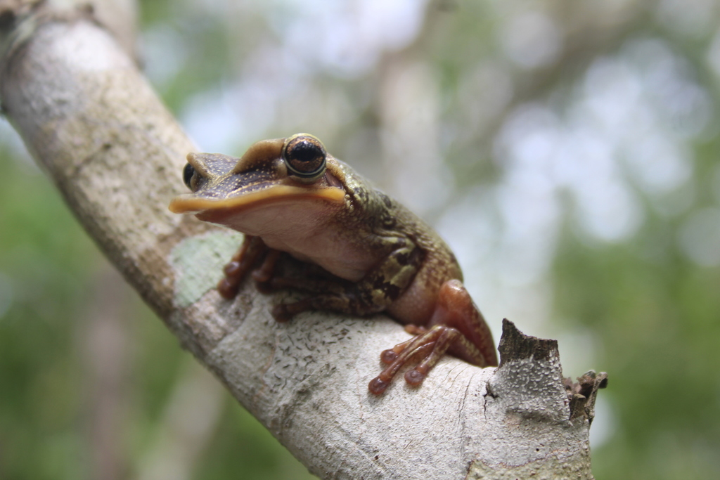 Rana cabeza de pala (Anfibios y Reptiles del Estado de Yucatán ...