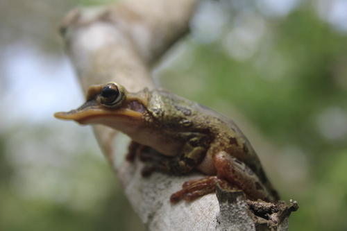 Yucatán Casque-headed Tree Frog