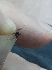 Aedes albopictus