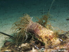 Cerianthus membranaceus