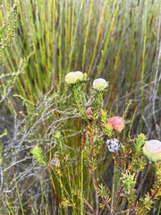 Leucadendron linifolium