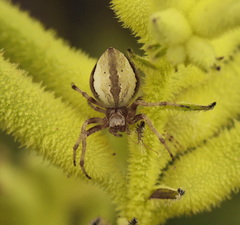 Salsa brisbanae