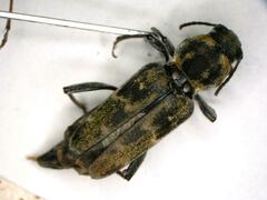 Xylotrechus integer